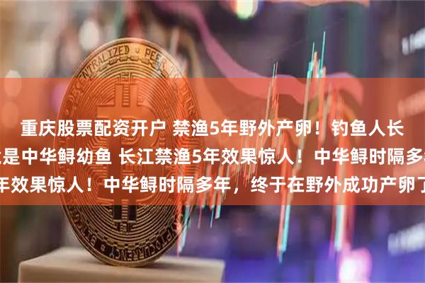 重庆股票配资开户 禁渔5年野外产卵！钓鱼人长江捡到野生大黑鱼？竟是中华鲟幼鱼 长江禁渔5年效果惊人！中华鲟时隔多年，终于在野外成功产卵了