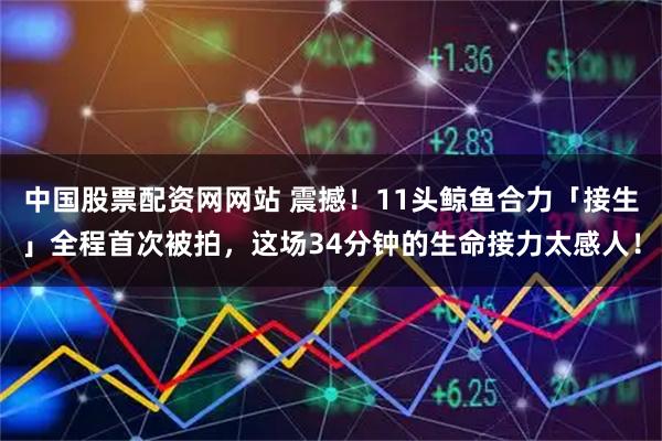 中国股票配资网网站 震撼！11头鲸鱼合力「接生」全程首次被拍，这场34分钟的生命接力太感人！